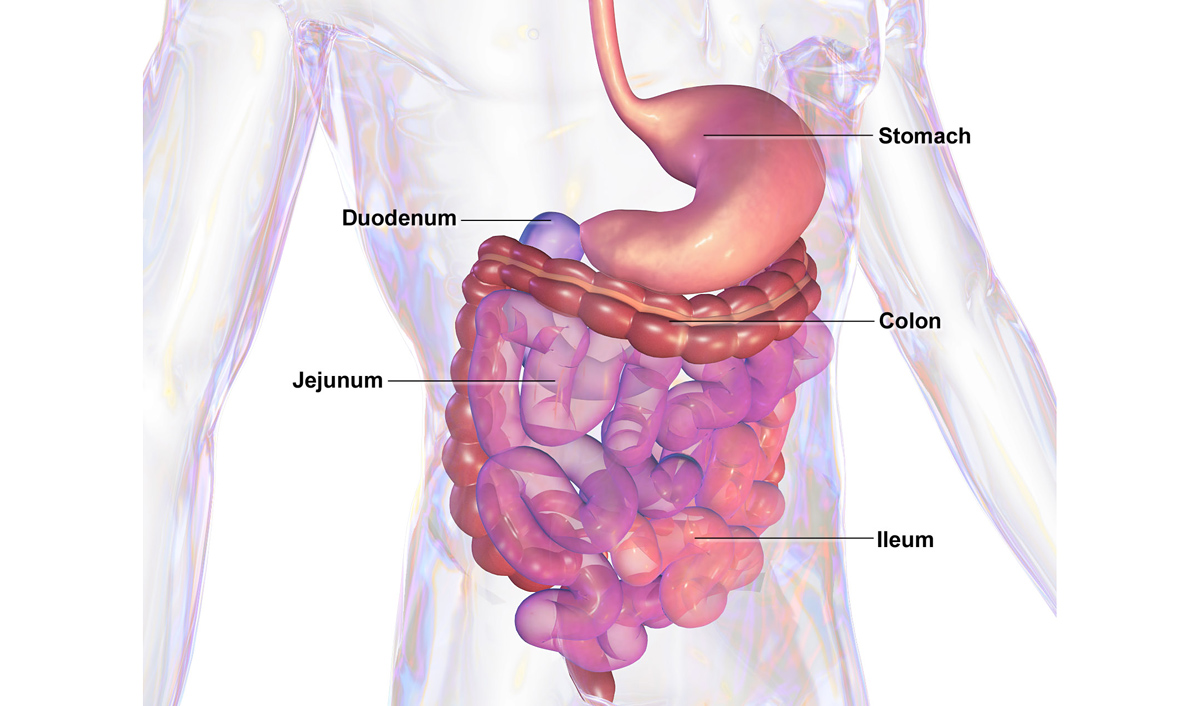 Your Digestive (Gastrointestinal) System - Your Body is a Temple of the Holy Spirit  - Christ.net.au